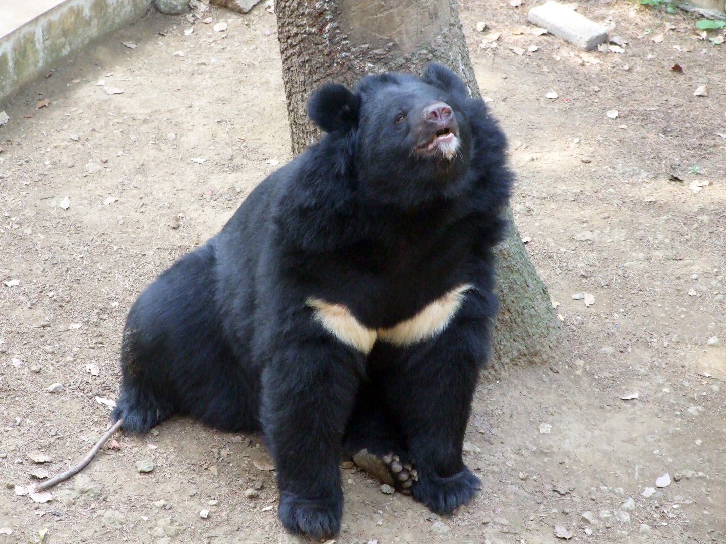 Moon bear