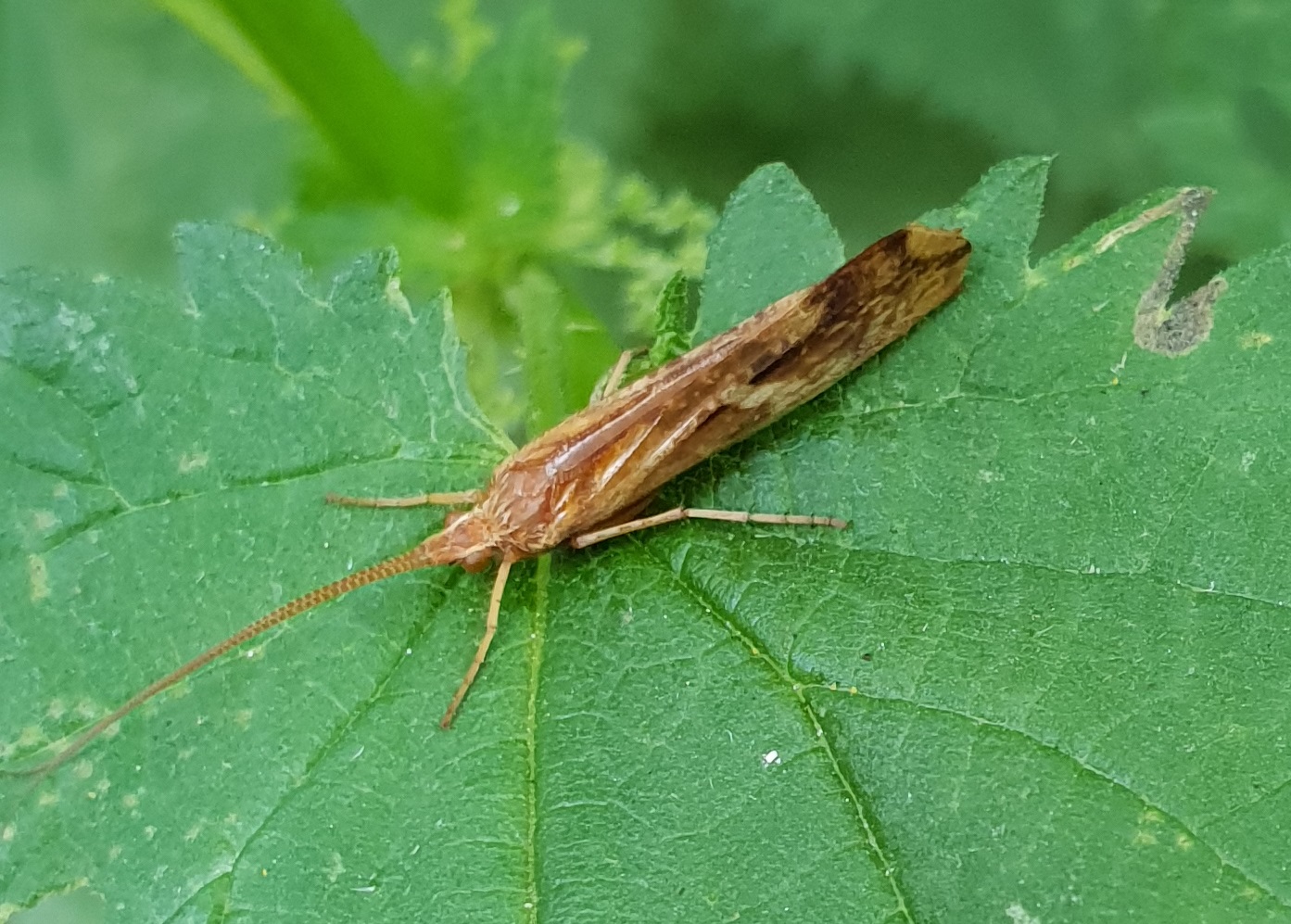 Moon caddisfly - Limnephilus lunatus