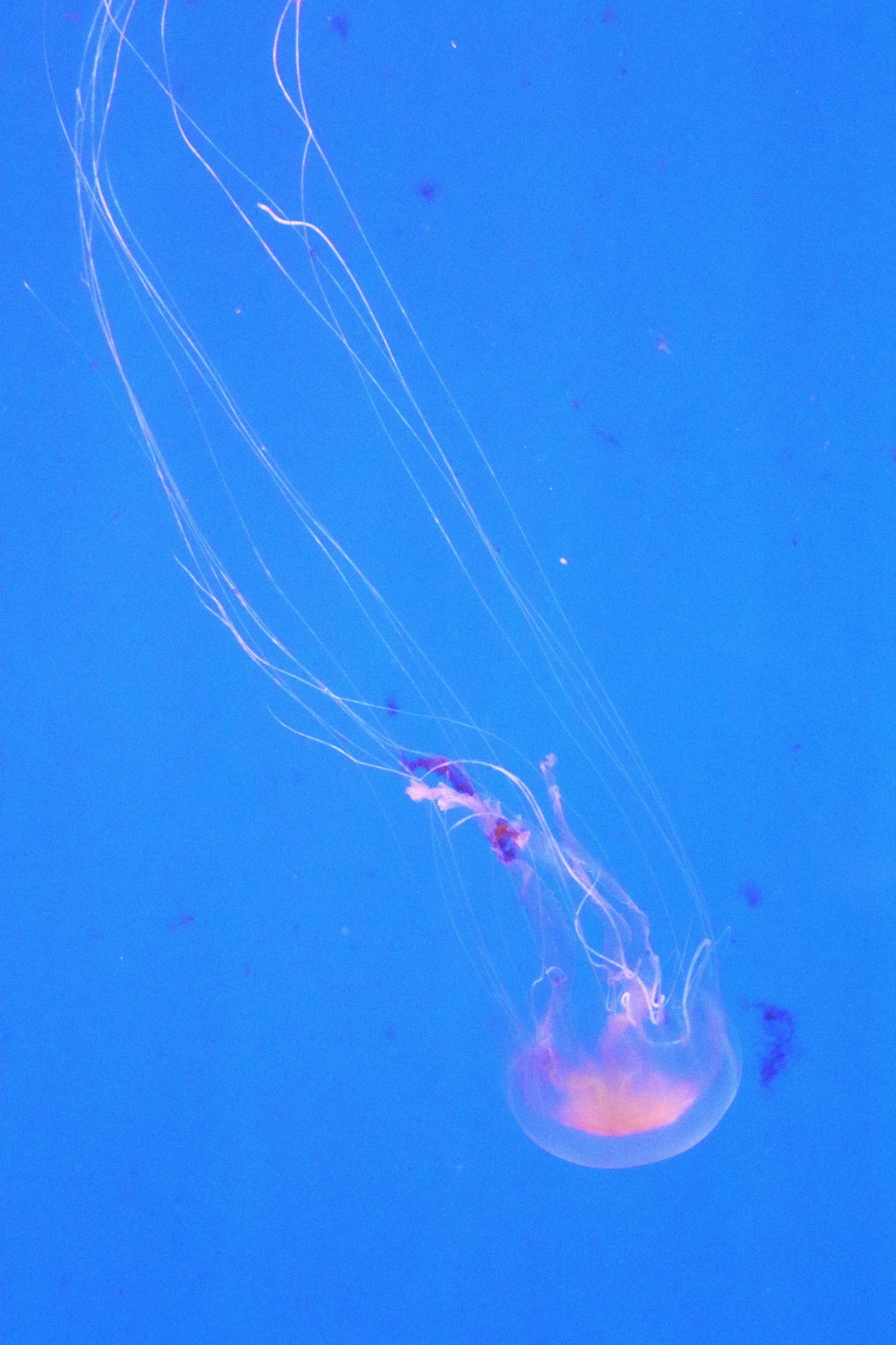 Moon Goddess (Chrysaora kynthia) - Sea Jellies Illuminated