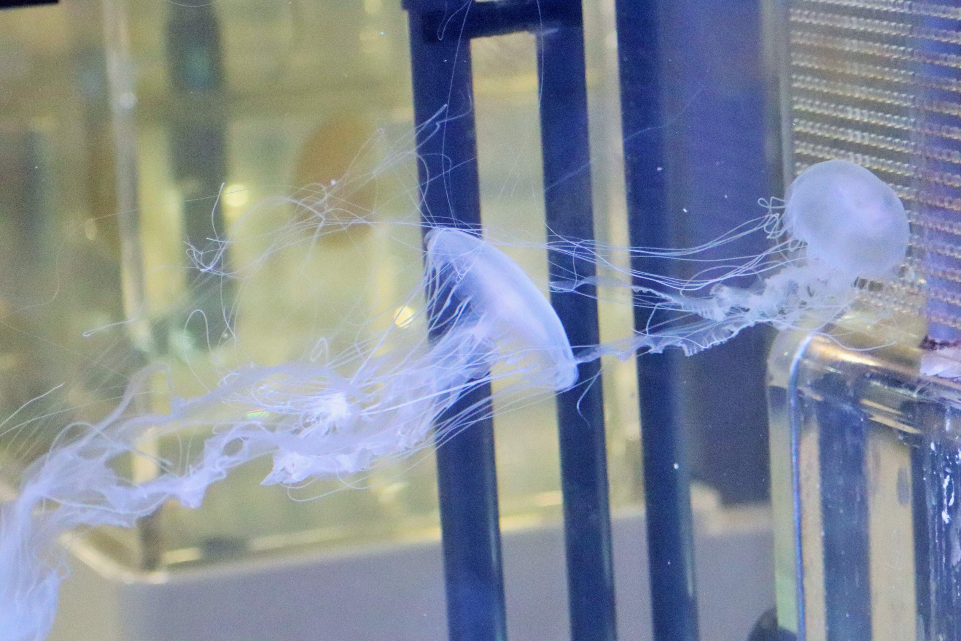 Moon Goddess (Chrysaora kynthia) - Sea Jellies Illuminated