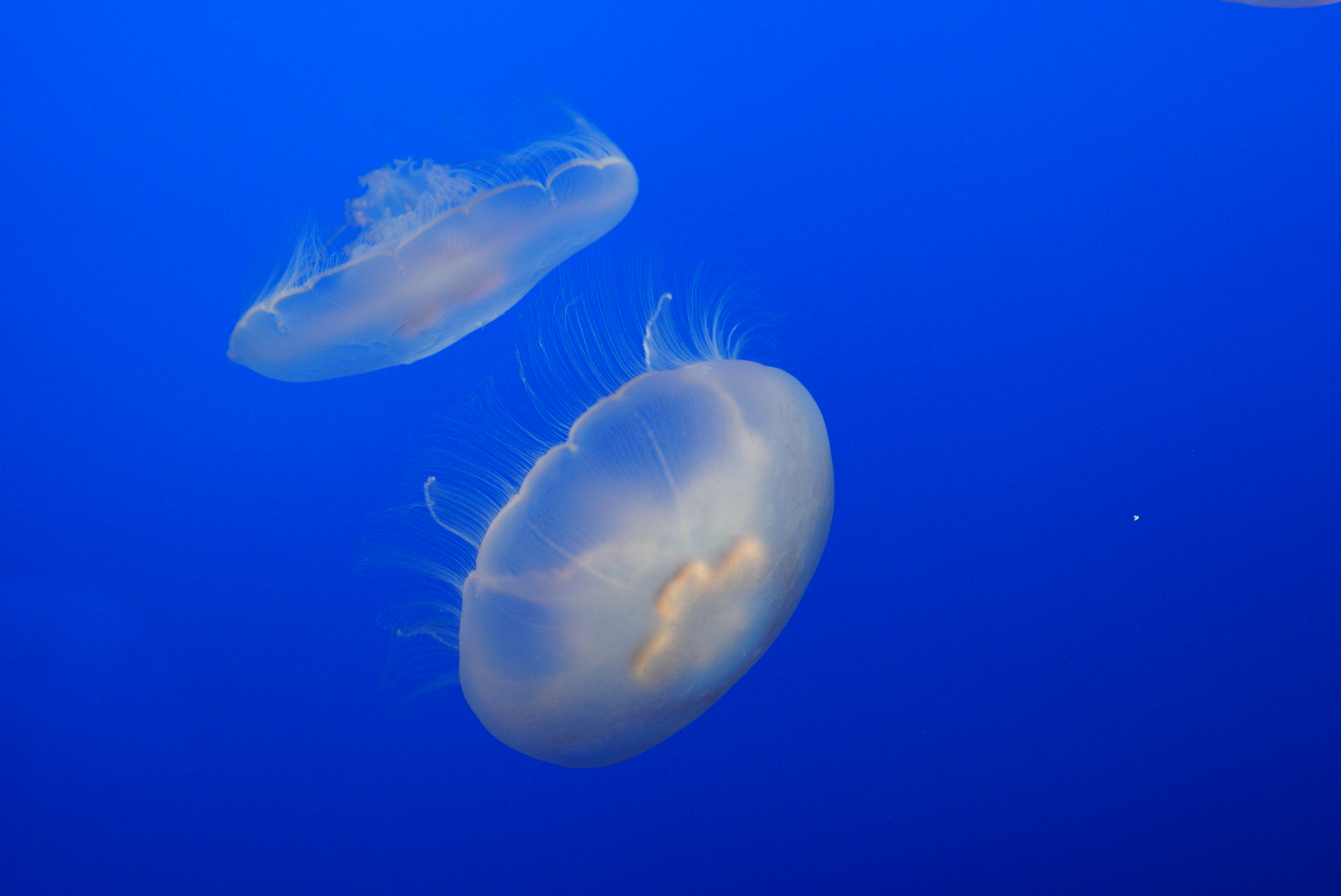 Moon Jellies // Drifters Gallery