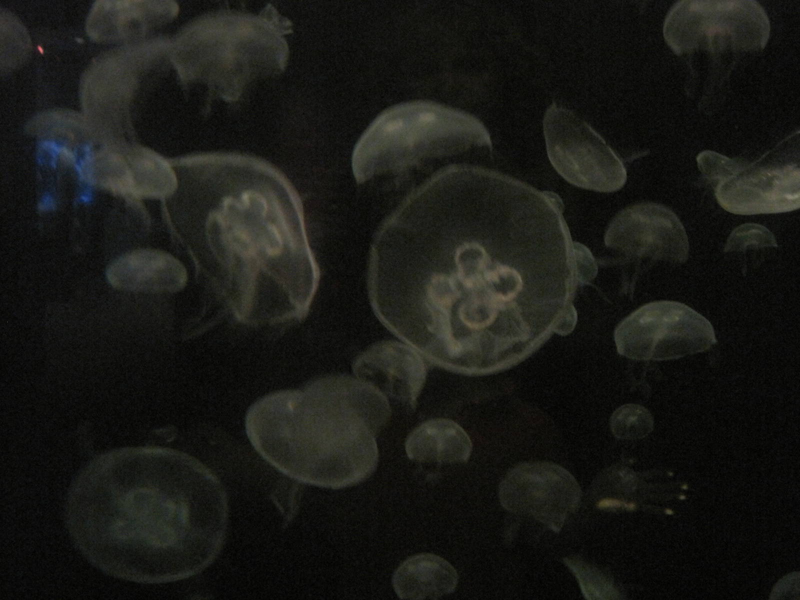 Moon Jellies Everywhere!