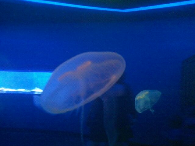 Moon Jellies