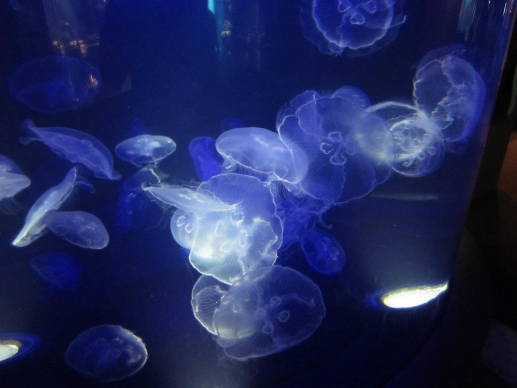Moon Jellies