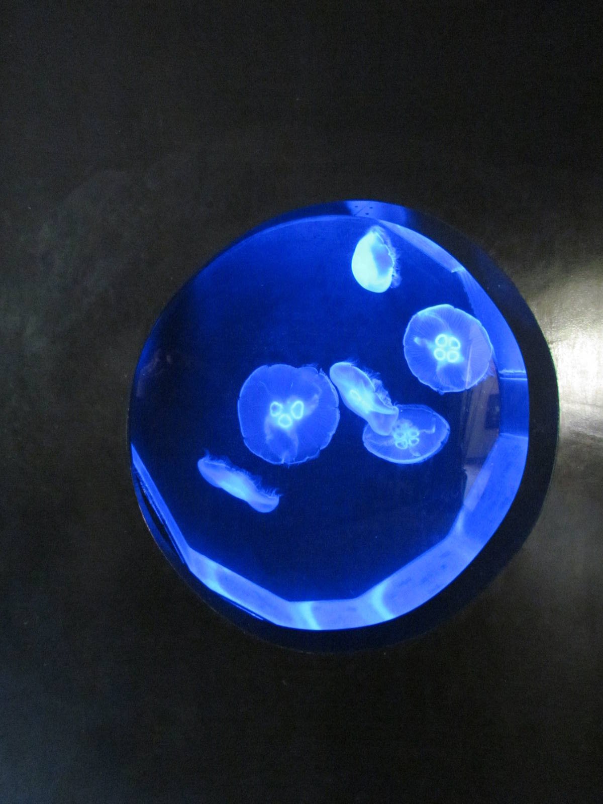 Moon Jellies