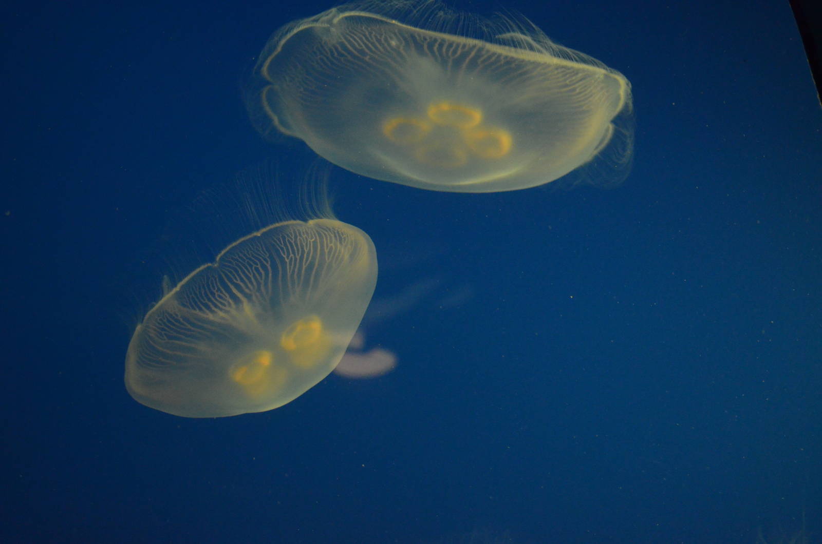Moon Jellies