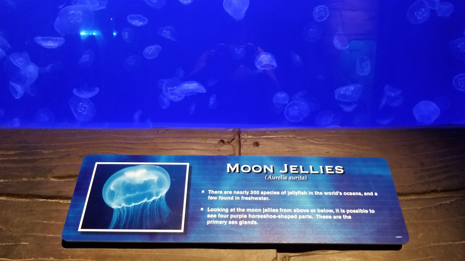 Moon jellies
