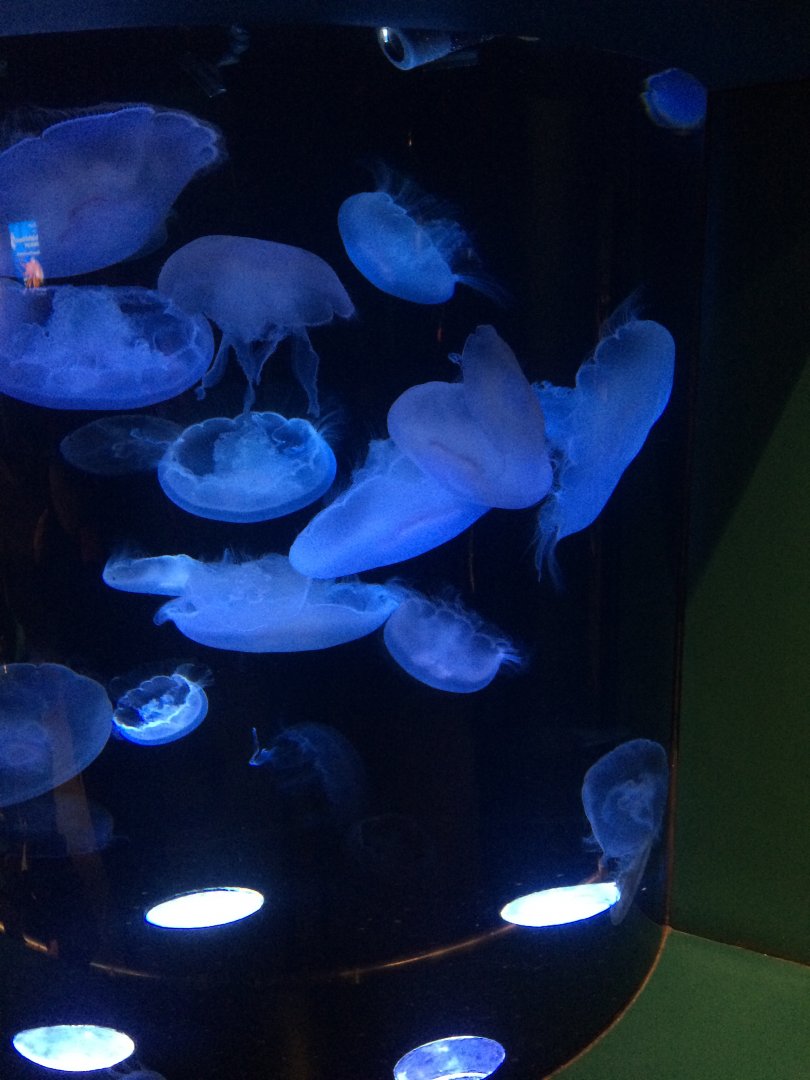 Moon jellies