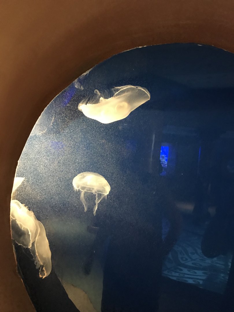 Moon jellies