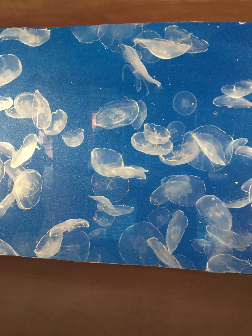 Moon jellies