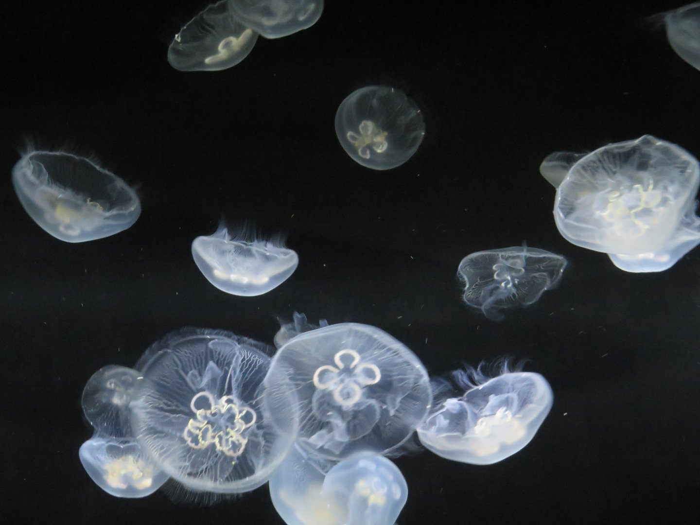 Moon jellies
