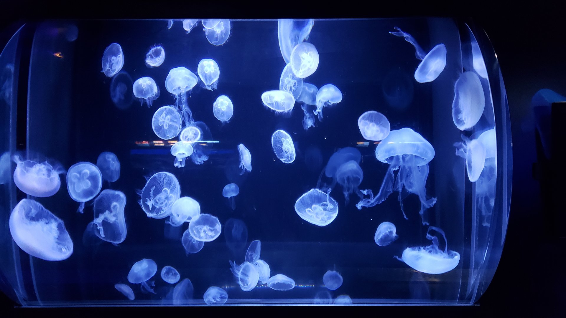 moon jellies