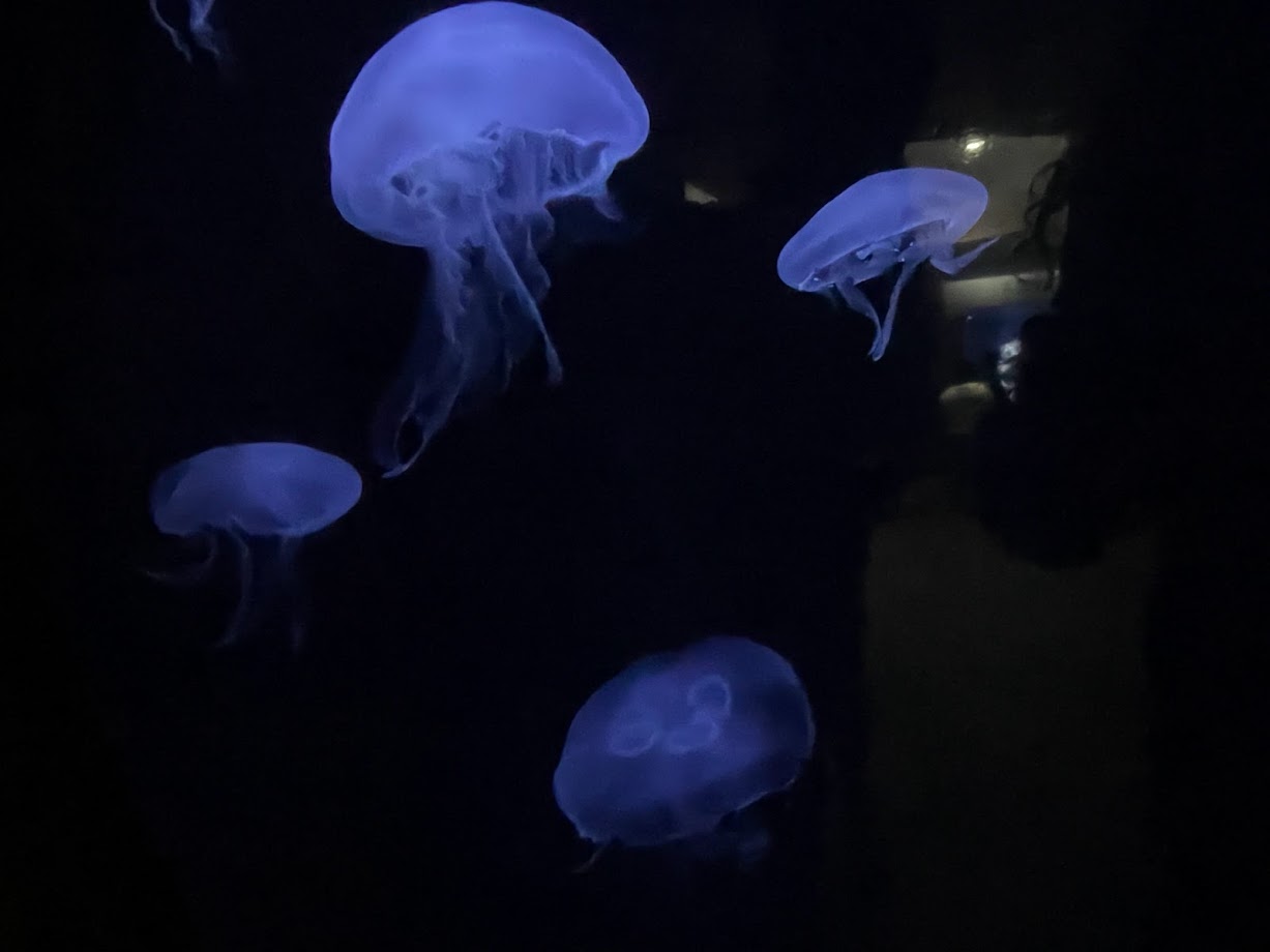 Moon Jellies