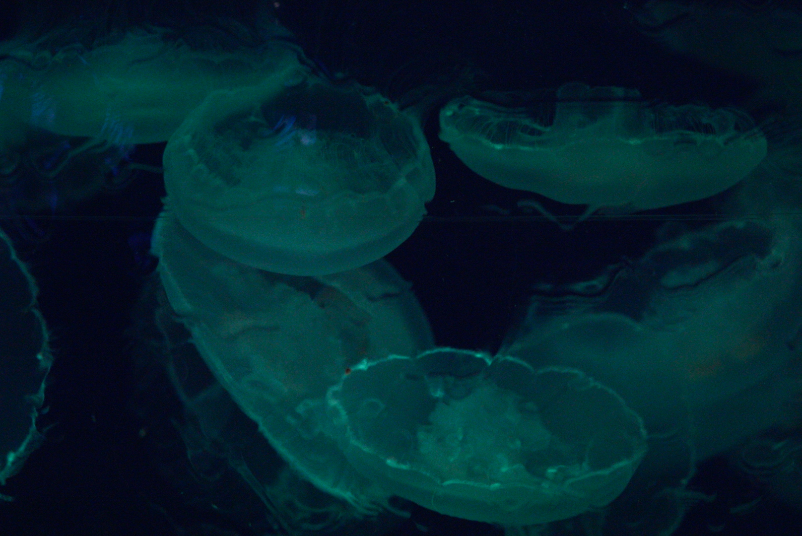 Moon Jellies