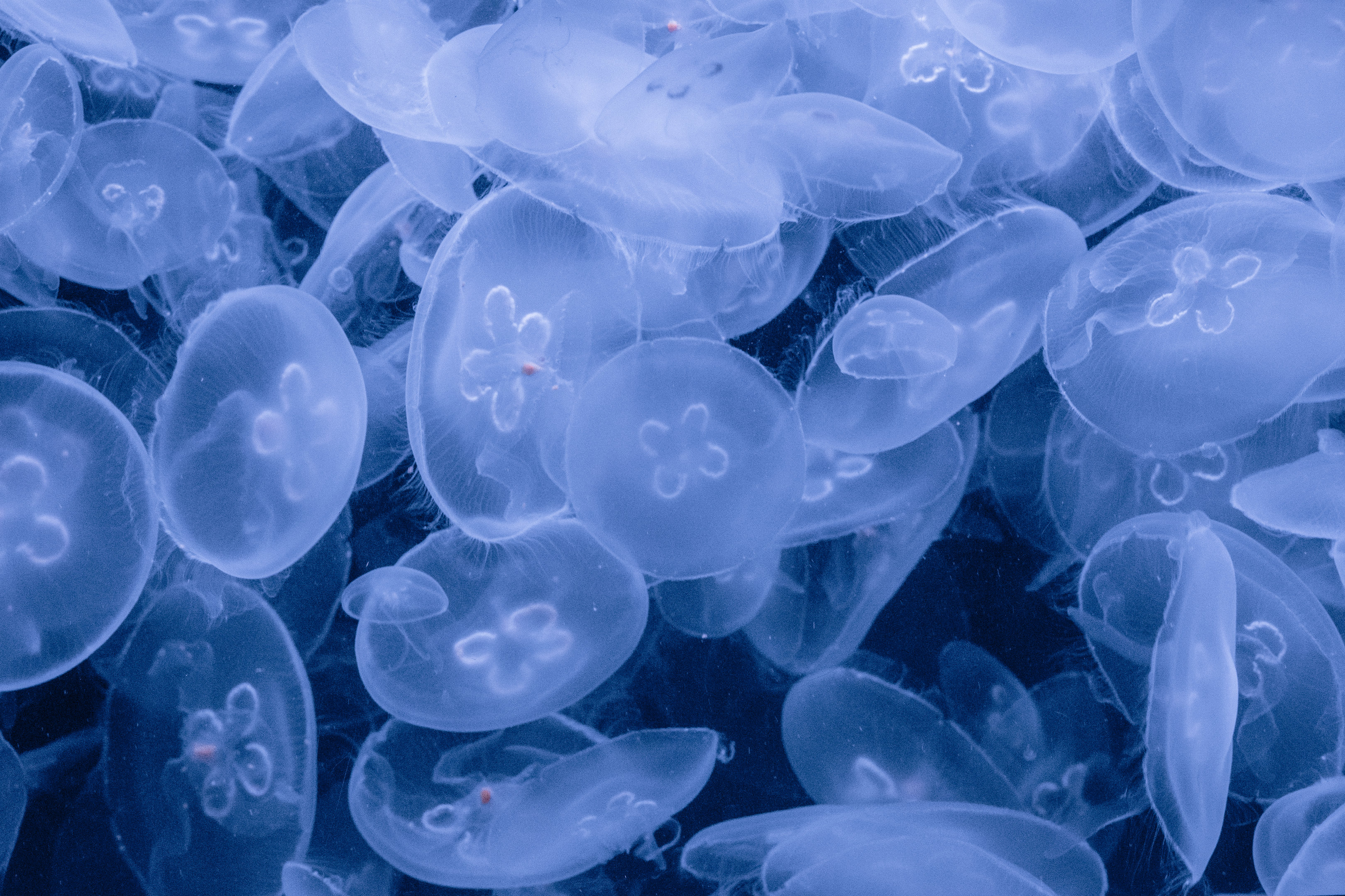 Moon Jellies