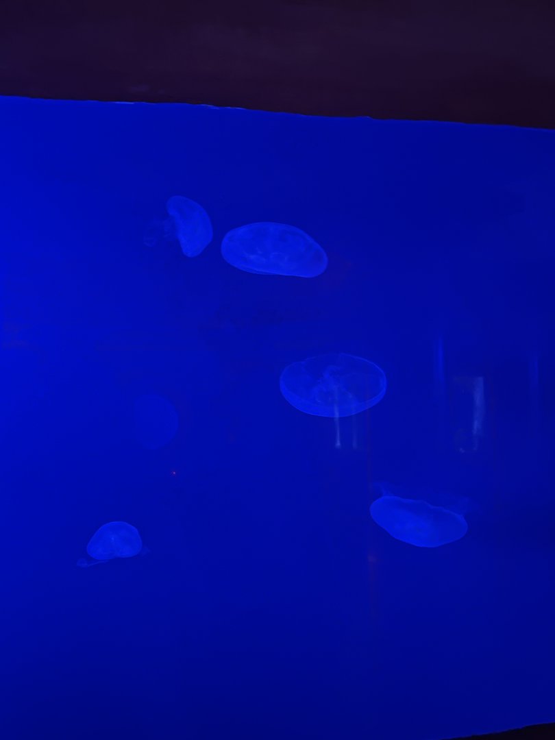 Moon Jellies