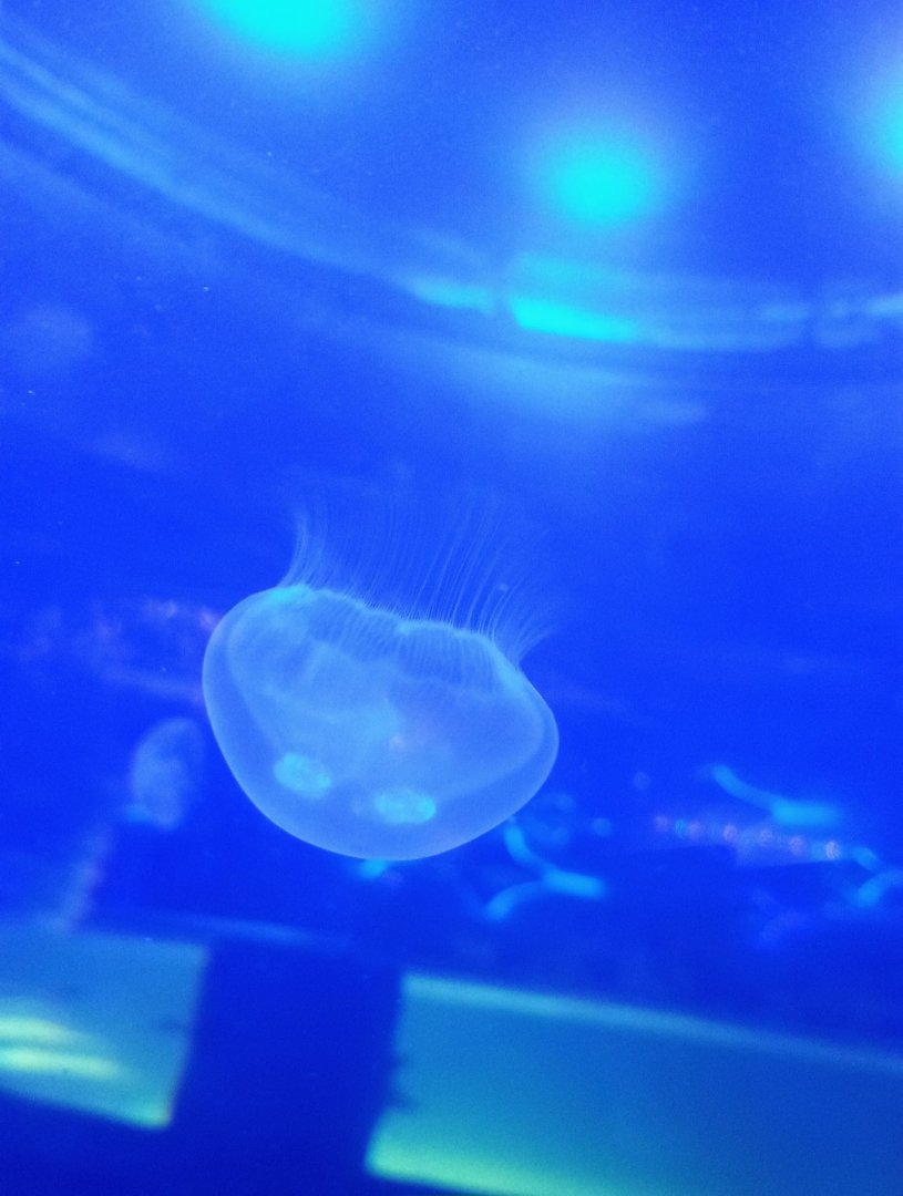 Moon Jelly (6/21/25)