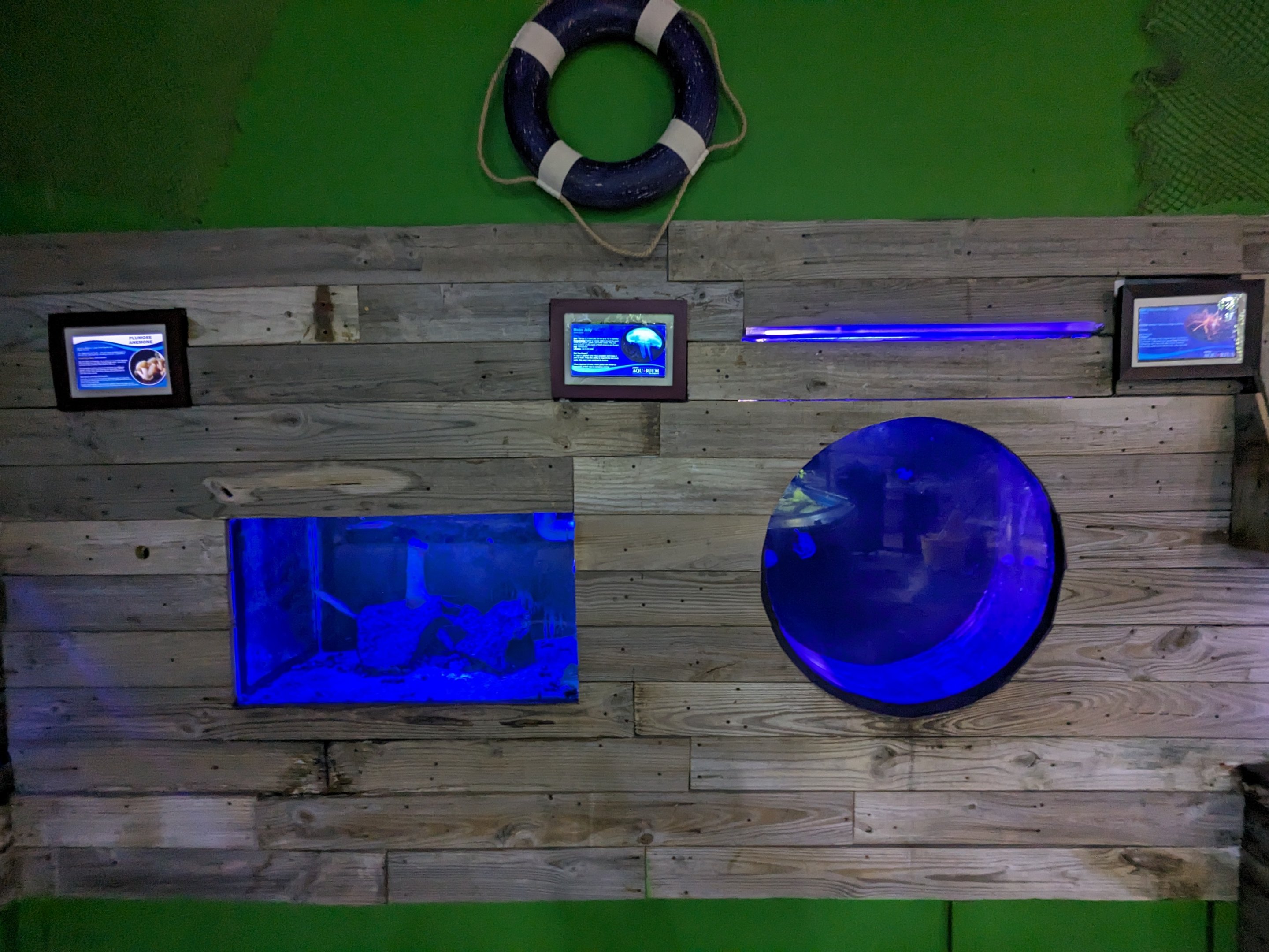 Moon jelly and sea anemone