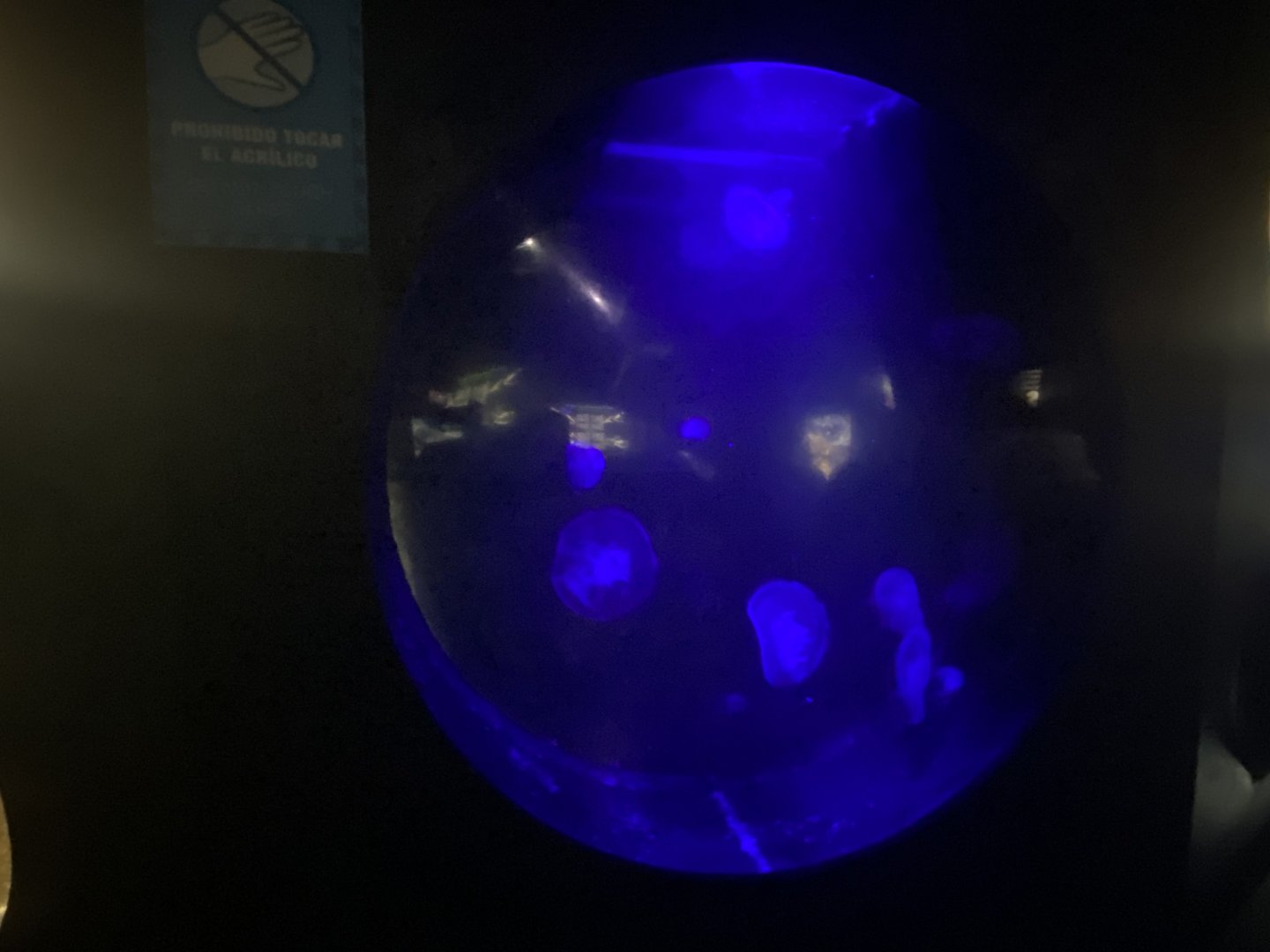 Moon jelly aquarium