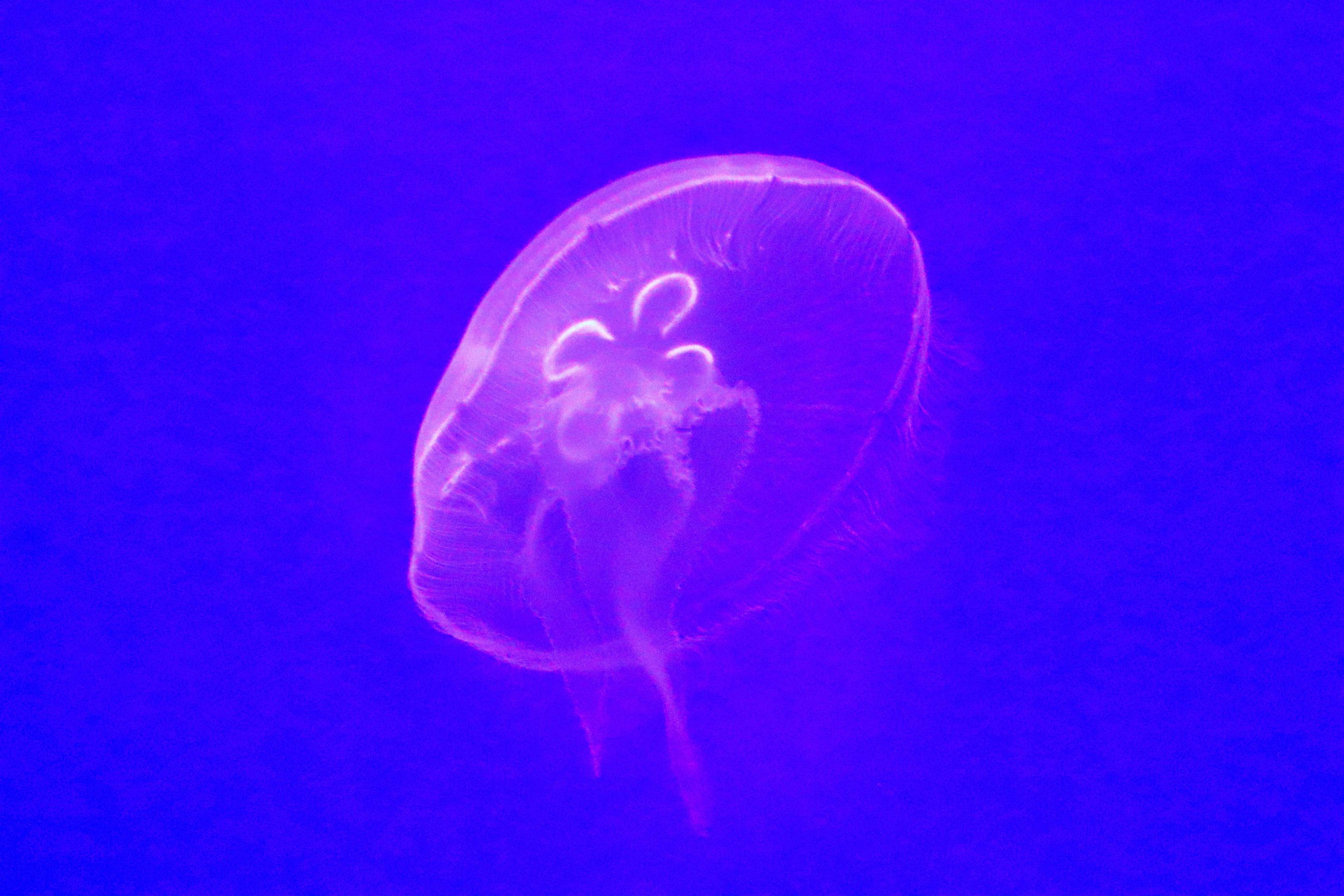 Moon Jelly (Aurelia aurita) - Sea Jellies Illuminated