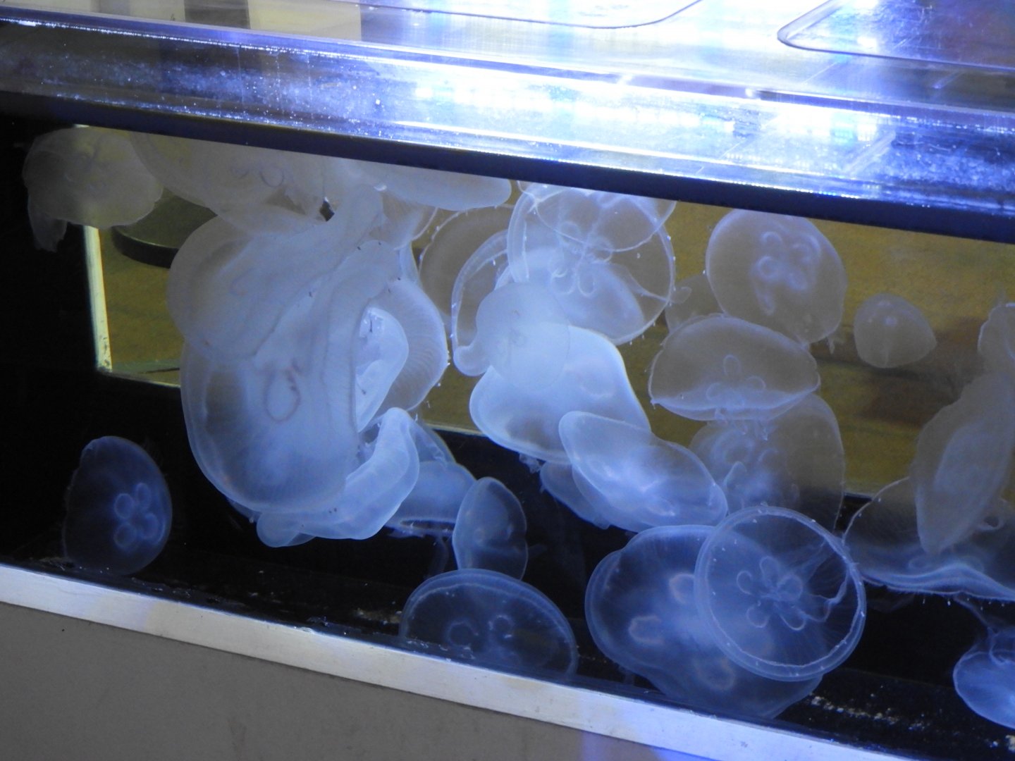 Moon Jelly (Aurelia aurita) touch tank