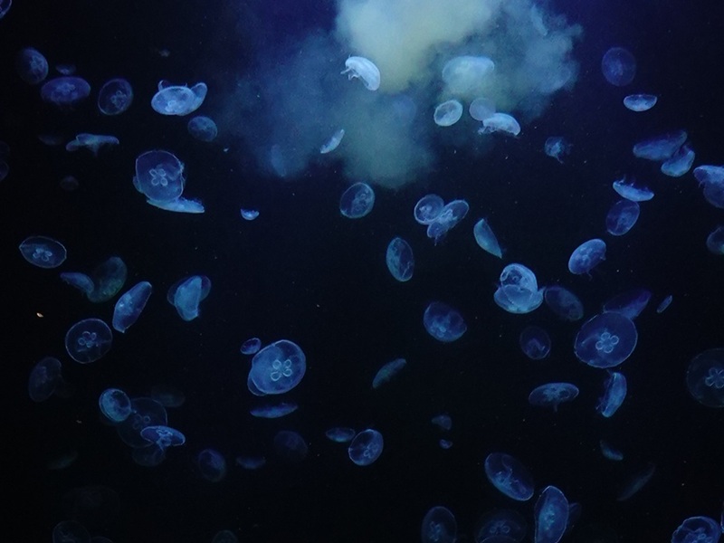 Moon jelly (Aurelia aurita)