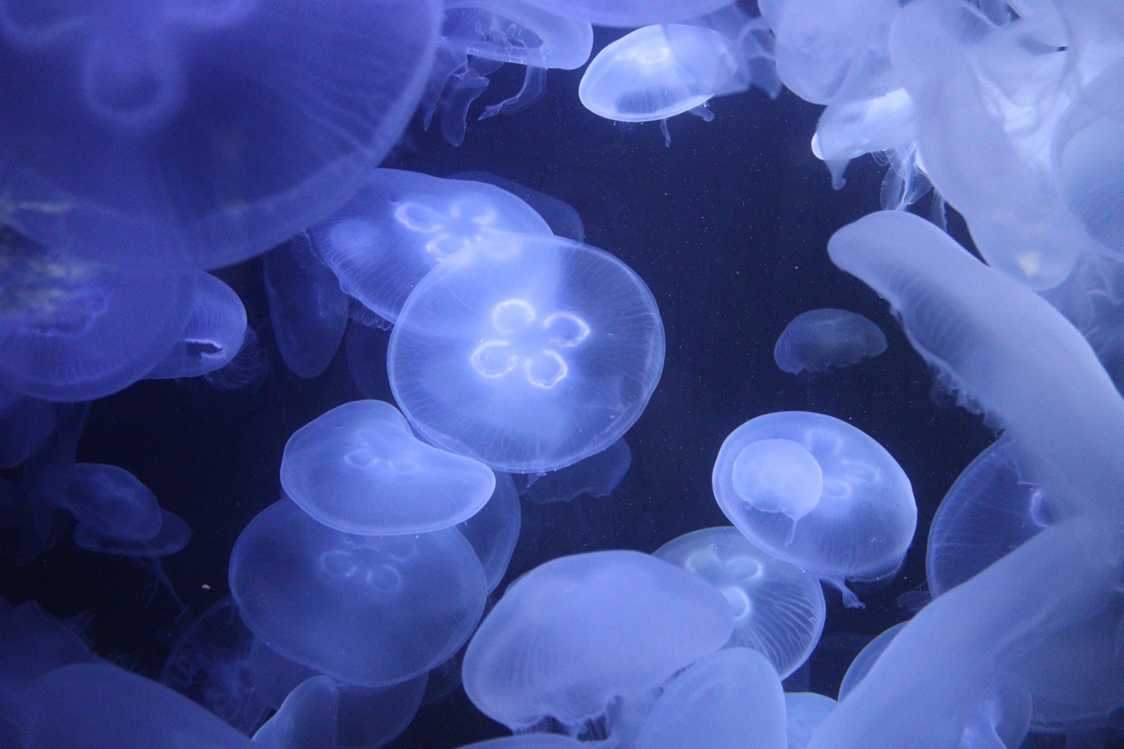 Moon jelly (Aurelia labiata)
