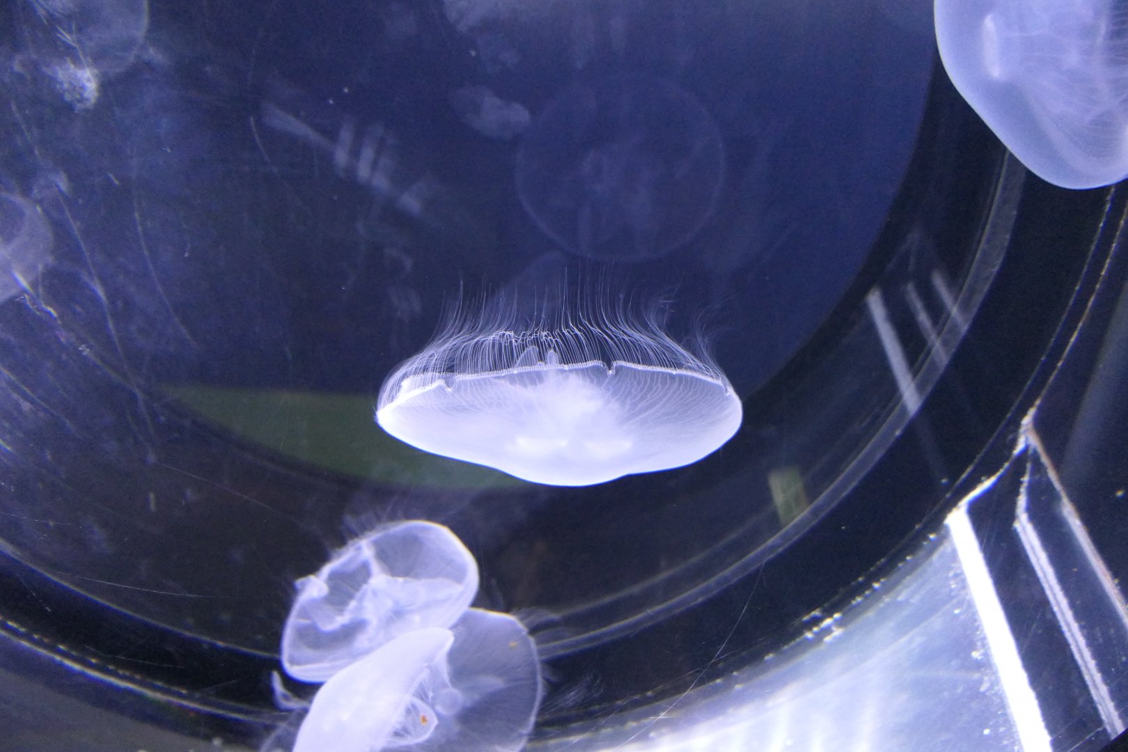 Moon Jelly (Aurelia sp.) - Uozu Aquarium