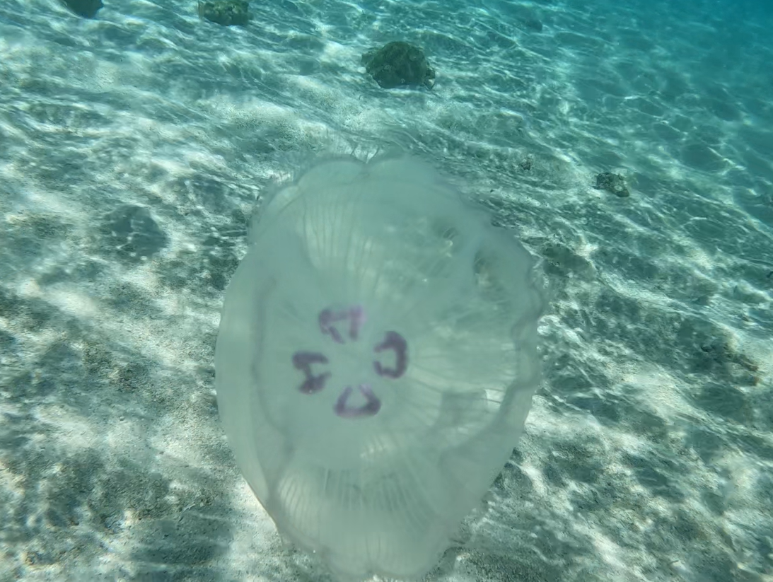 Moon Jelly (Aurelia sp.)
