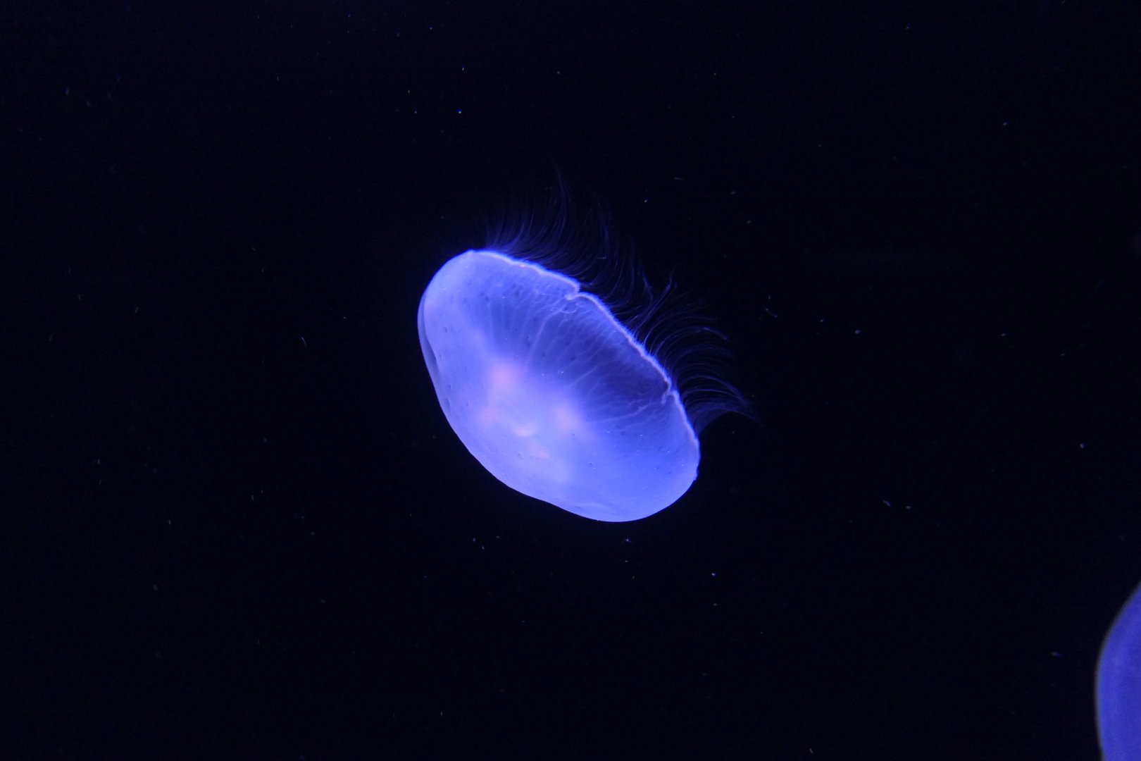 Moon Jelly (Aurelia sp.)