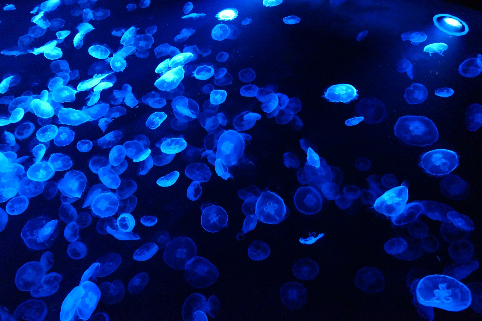 Moon Jelly (Aurelia sp.)