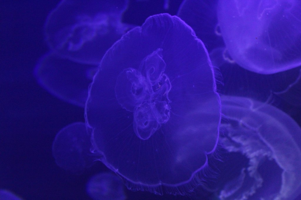 Moon Jelly (Aurelia spp)
