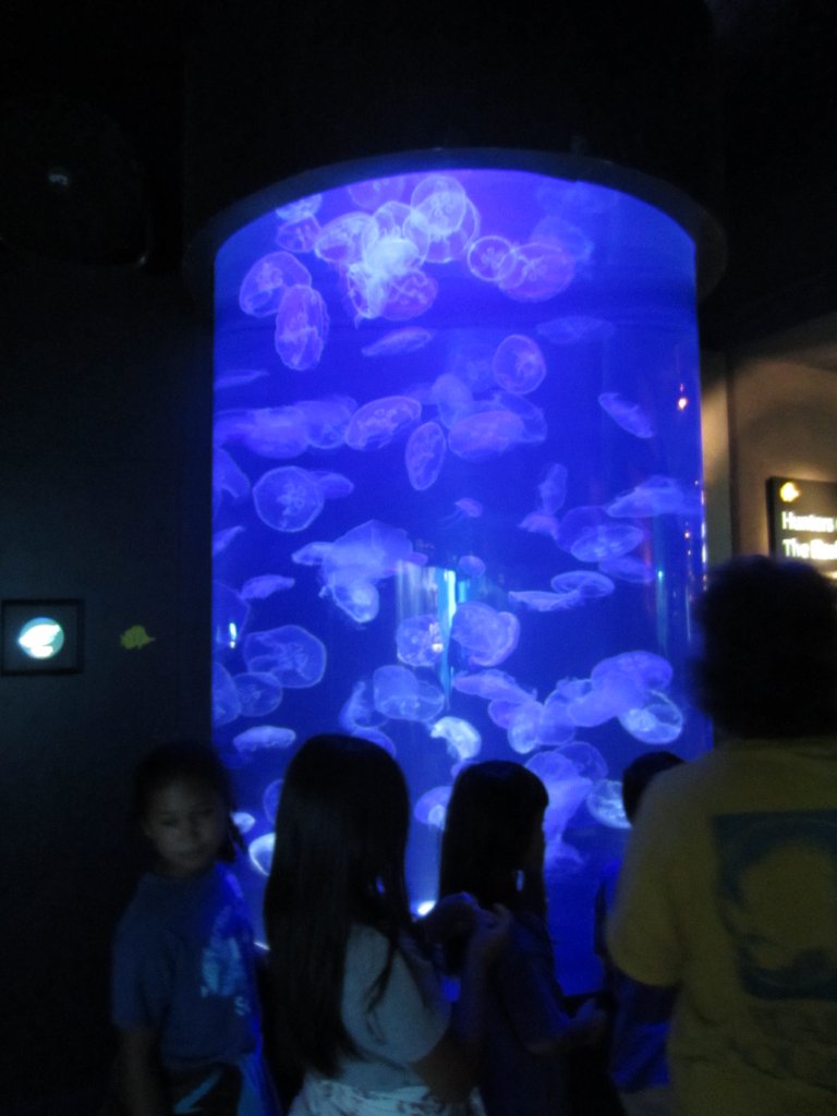 Moon Jelly display
