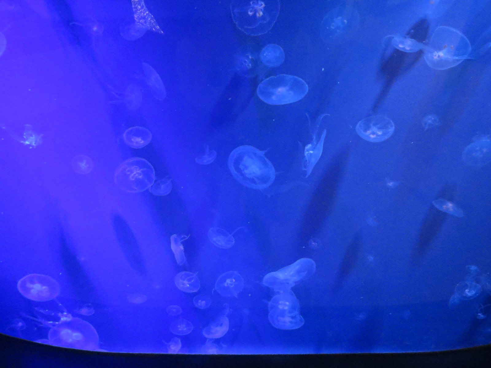 Moon Jelly Exhibit