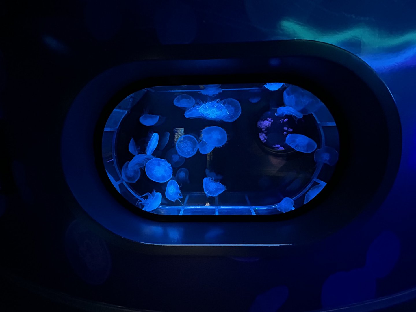 Moon Jelly Exhibit