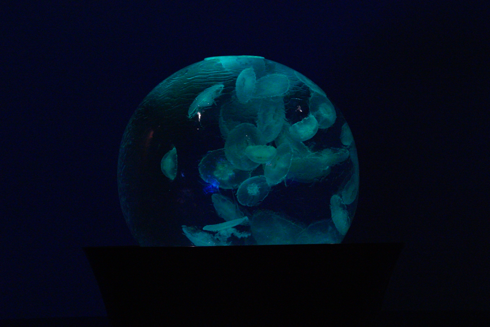 Moon Jelly Globe