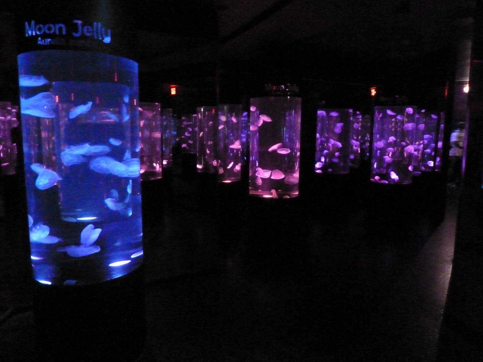 Moon Jelly Mirror Room