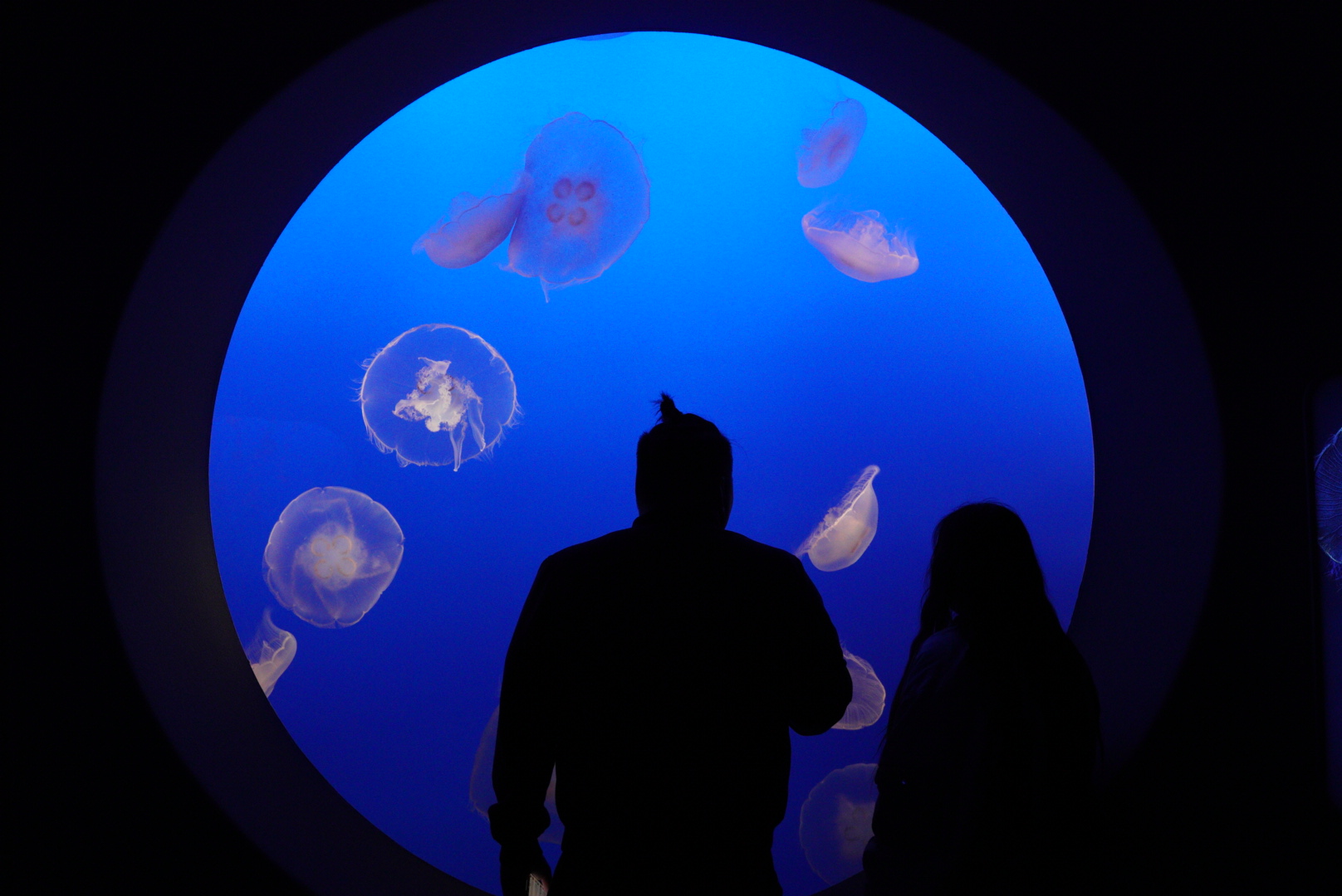 Moon Jelly Tank // Drifters Gallery