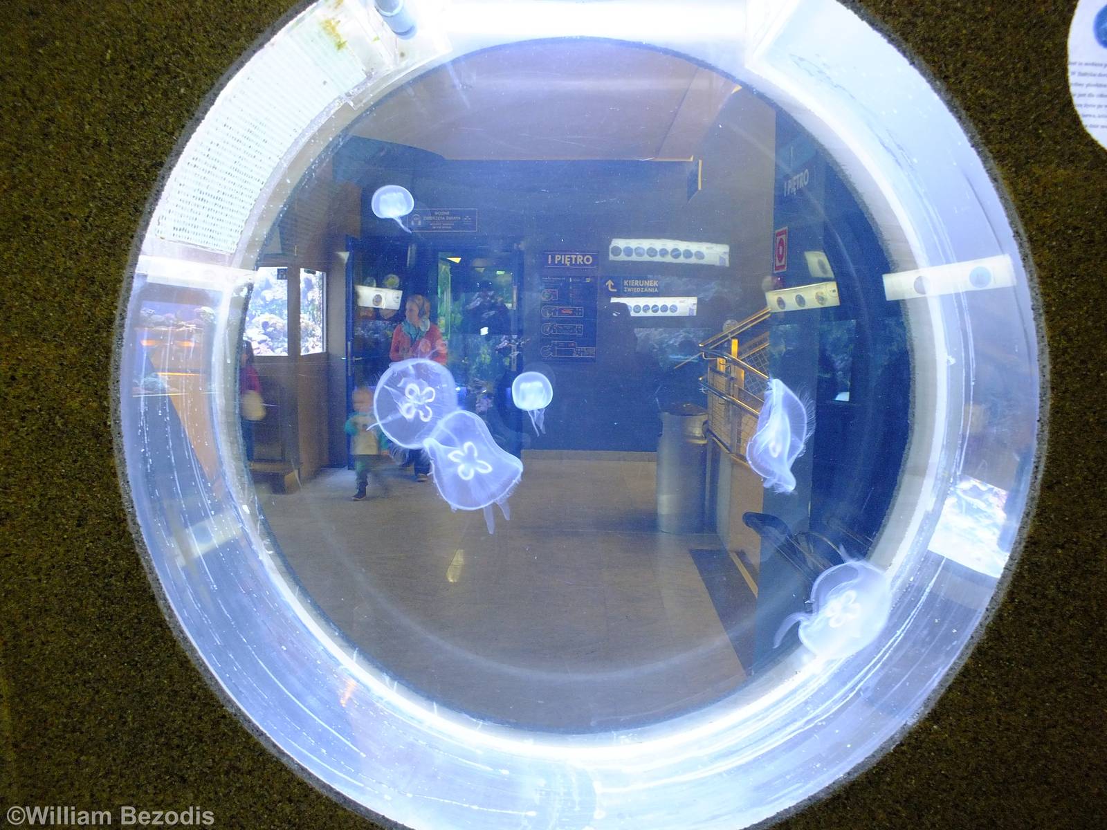 Moon Jelly Tank - Gdynia Aquarium