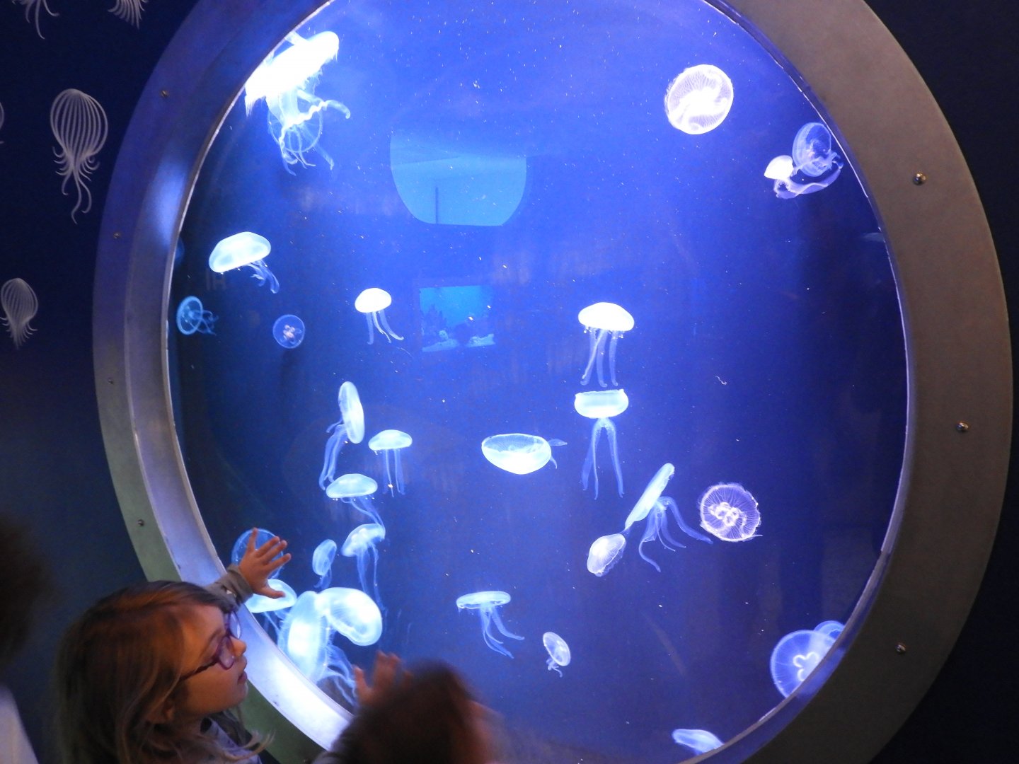 Moon Jelly tank - Reiman Aquarium