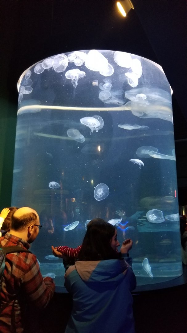 Moon jelly tank