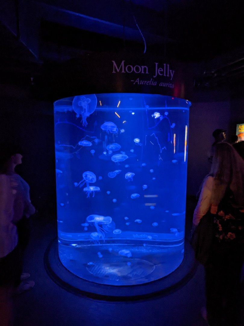 Moon jelly tank