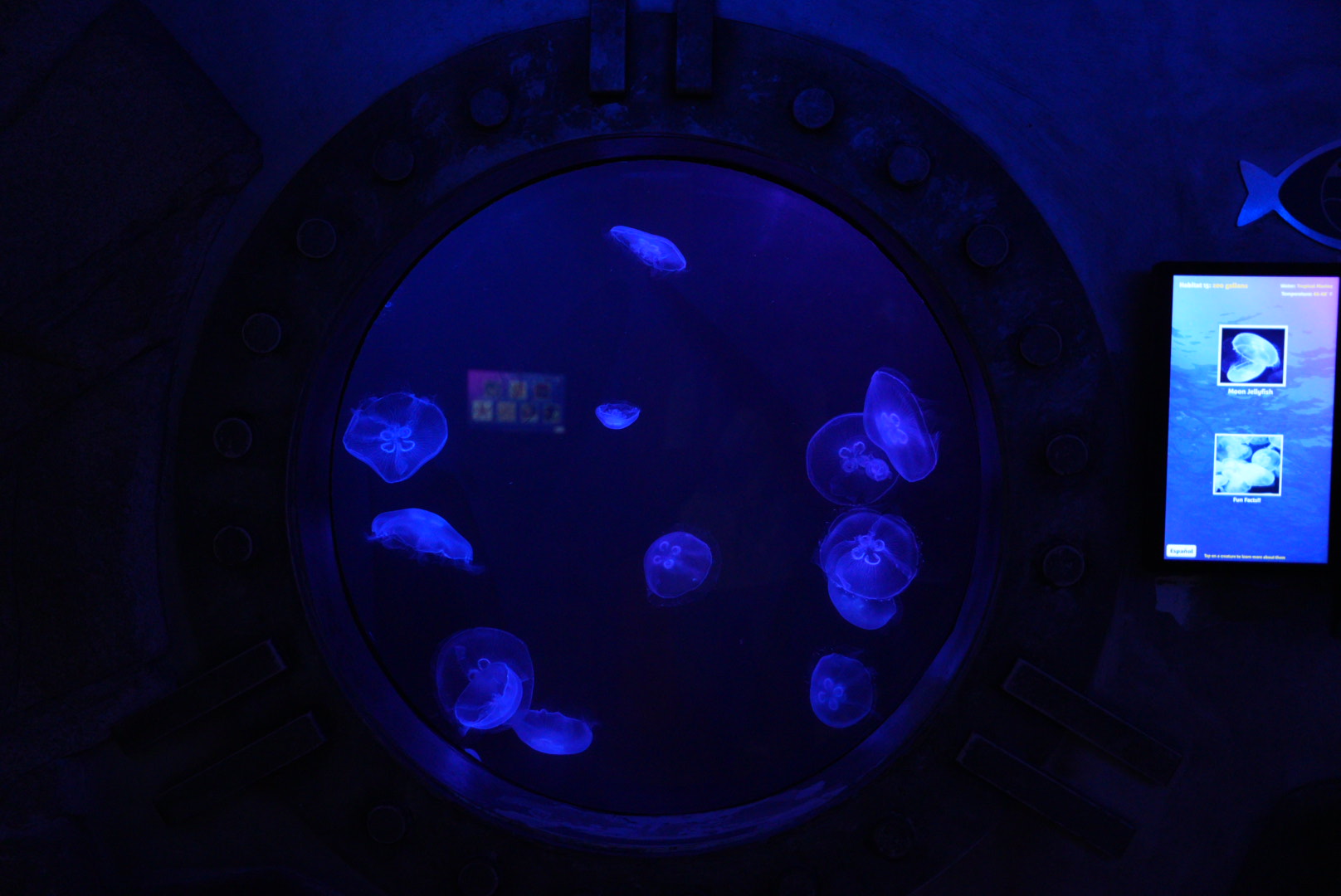 Moon Jelly Tank