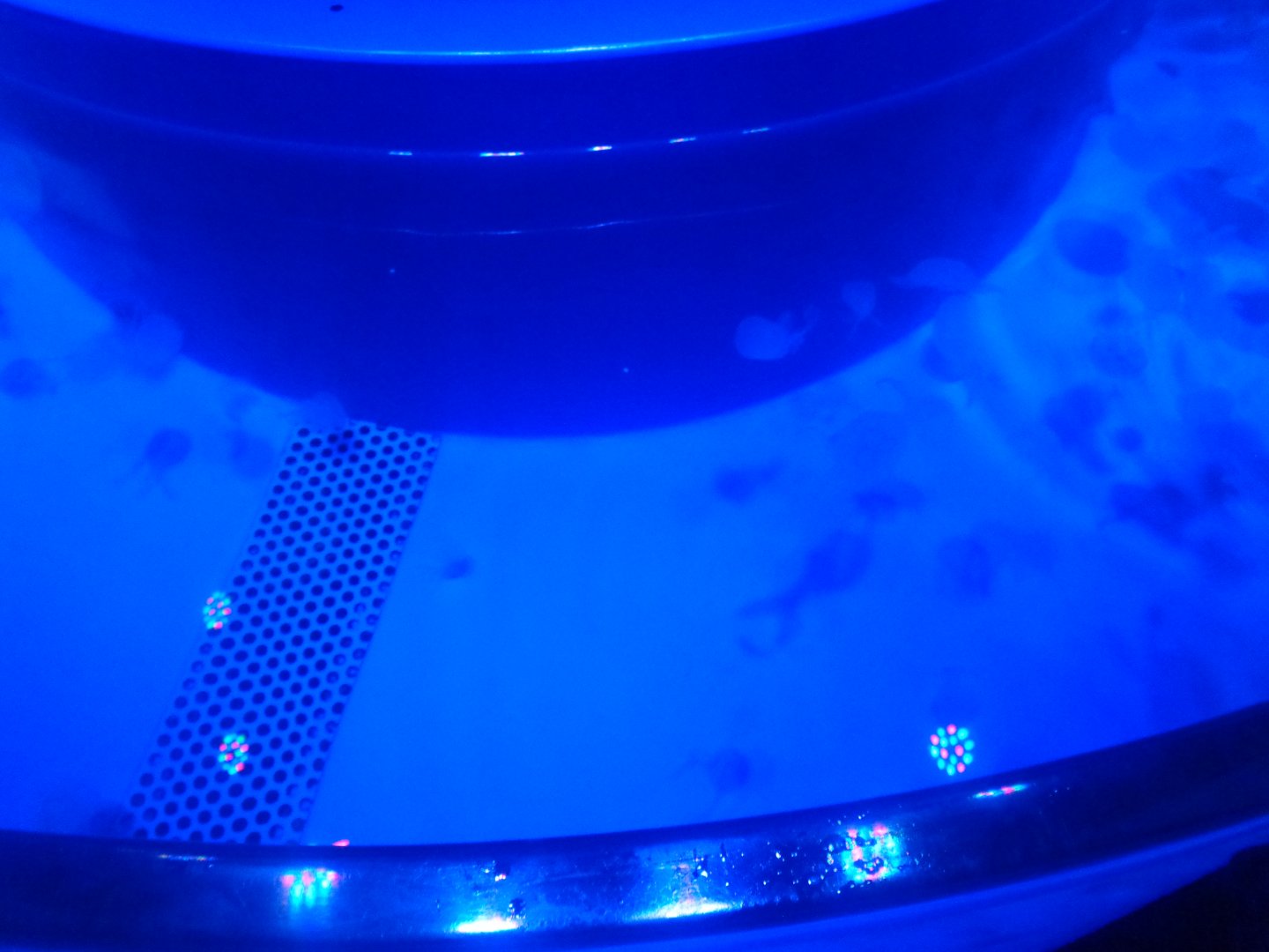 Moon jelly touch tank