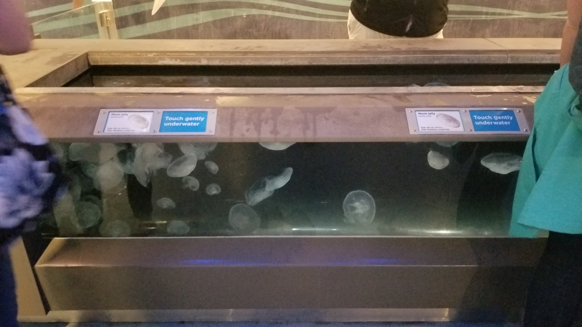 Moon Jelly Touch Tank
