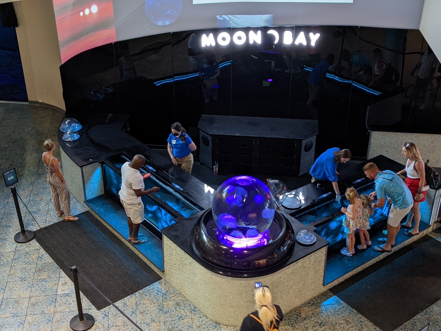 Moon jelly touch tank