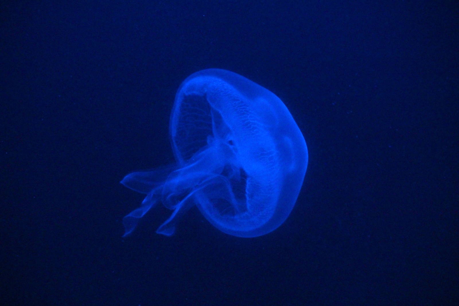 Moon Jelly