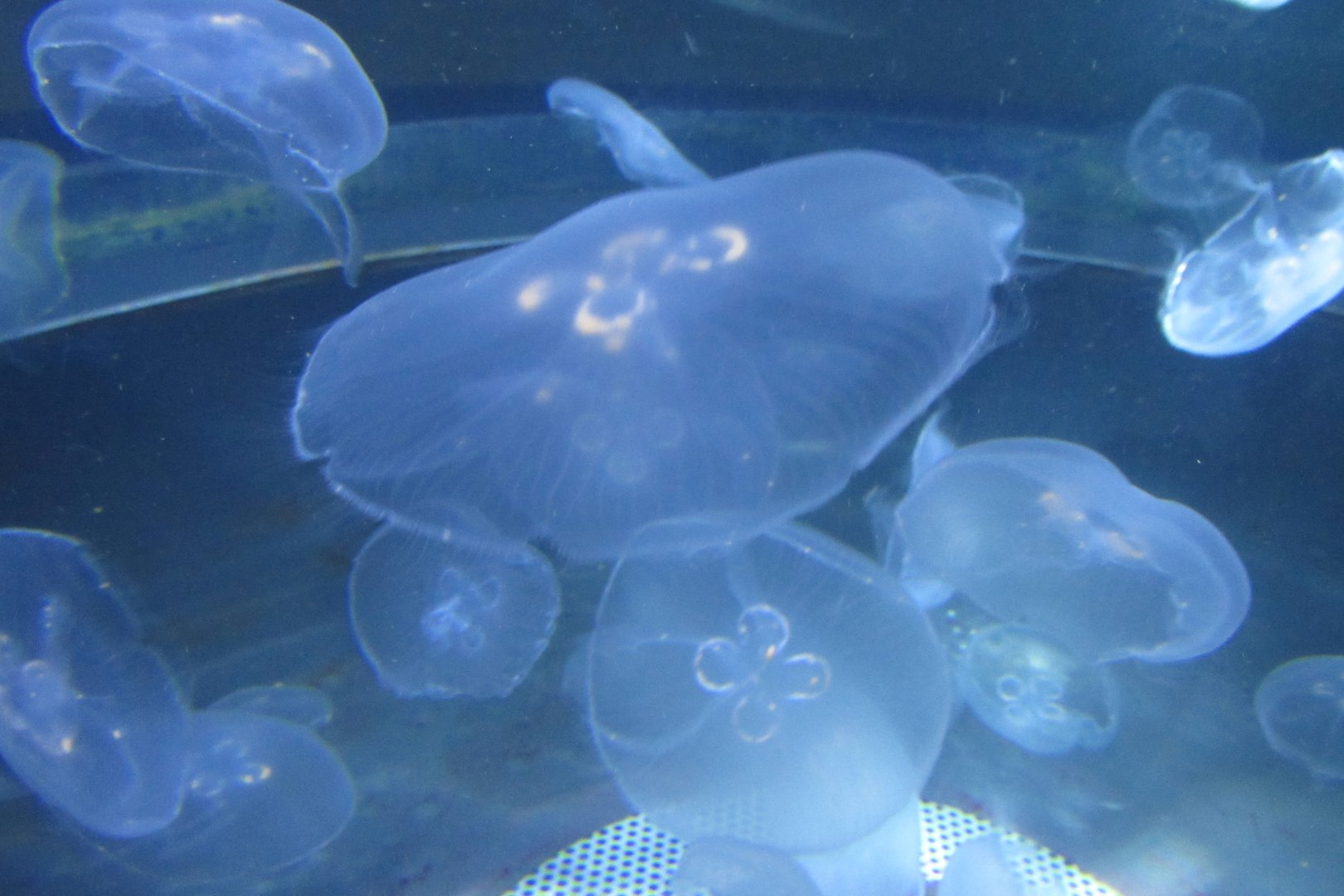 moon jelly