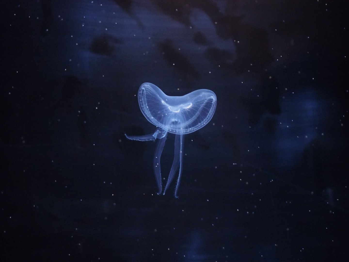 Moon Jelly