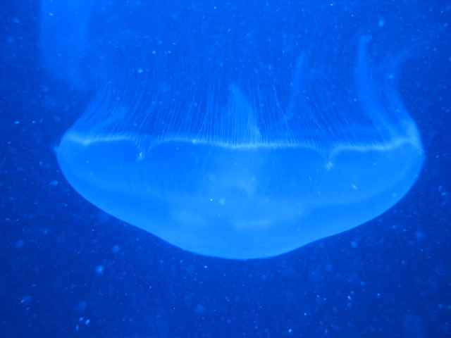 Moon Jellyfish 2015.